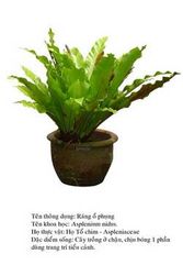 rangophung