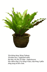 rangophung