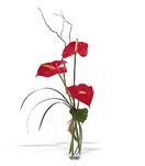 Red anthuriums