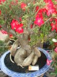 Red bonsai cay su