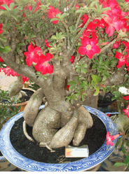 Red bonsai cay su