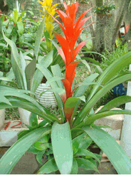 Red bromeriad