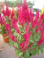 Red Mong Ga 10 inches 2 pot-Celosia Red