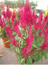 Red Mong Ga 10 inches 2 pot-Celosia Red