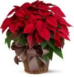  Red Poinsettia