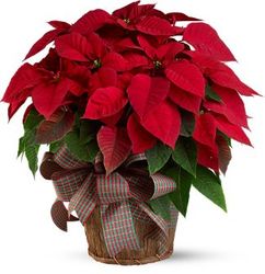  Red Poinsettia