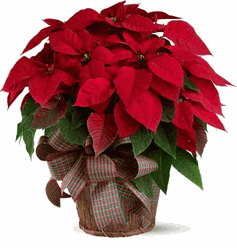  Red Poinsettia