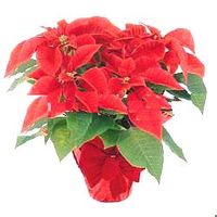 Red Poinsettia --Luky  flower