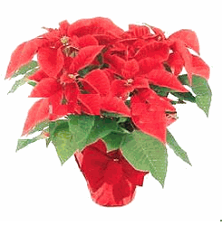 Red Poinsettia --Luky  flower