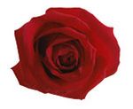 Red rose 