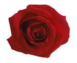 Red rose 