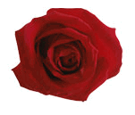 Red rose 