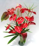 Romantic bouquet of Tropical Arrangement