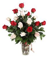 Romantic Interlude 18 rose