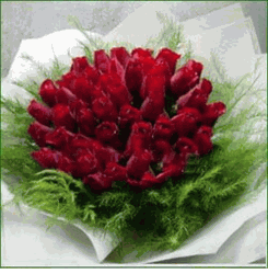 Romantic Rose 99 Red Rose