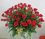 Rose Classique -  Red Roses
