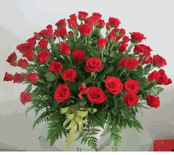 Rose Classique -  Red Roses