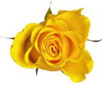 rose_yellow