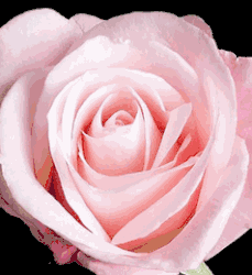 Delivery Roses - Hoa Hong Bouquet