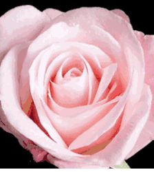 Delivery Roses - Hoa Hong Bouquet