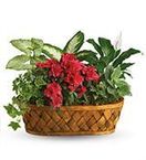 Vietnamese Russell Funeral Home Fort Worth, TX Florist Flower Shop 