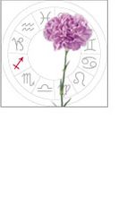 Sagittarius: November 23 - december 21