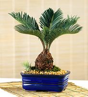 Sago Palm Bonsai 