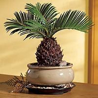 Sago Palm Bonsai