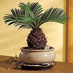 Sago Palm Bonsai