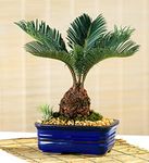 Sago Palm Bonsai 