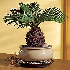 Sago Palm Bonsai