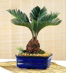 Sago Palm Bonsai 