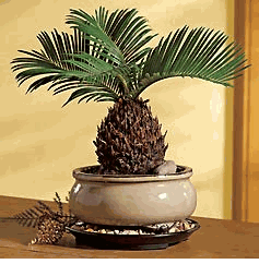 Sago Palm Bonsai