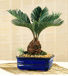 Sago Palm Bonsai 