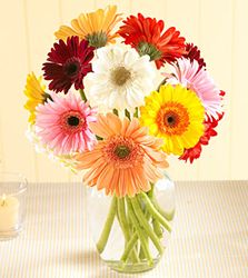 Saigon Gerbera Daisy Bouquet