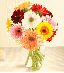 Saigon Gerbera Daisy Bouquet