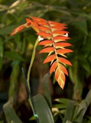 Saigon Tropical & Exotic Flowers