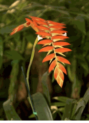 Saigon Tropical & Exotic Flowers