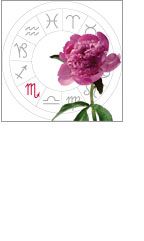 scorpio: october 24 - november 22