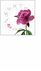 scorpio: october 24 - november 22