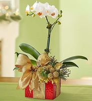  Shimmering Gold Phalaenopsis Orchid
