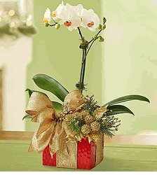  Shimmering Gold Phalaenopsis Orchid