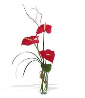 Simple Anthurium