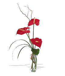 Simple Anthurium