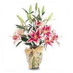 Simplicity of lilies