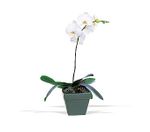 Single Orchids Plants