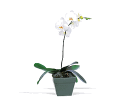 Single Orchids Plants