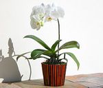 Single Phalaenopsis Orchid