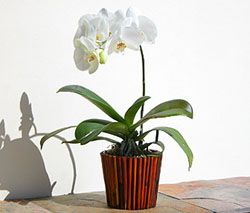 Single Phalaenopsis Orchid