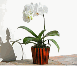 Single Phalaenopsis Orchid